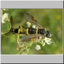 Tenthredo amoena - Blattwespe 06.jpg